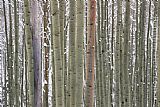 Unknown Aspens in Snow painting